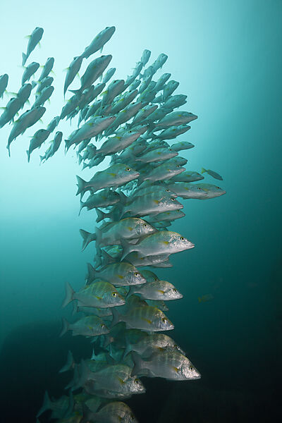 Schwarm Pazifische Hundeschnapper, Lutjanus novemfasciatus, Cabo Pulmo, Baja California Sur, Mexiko