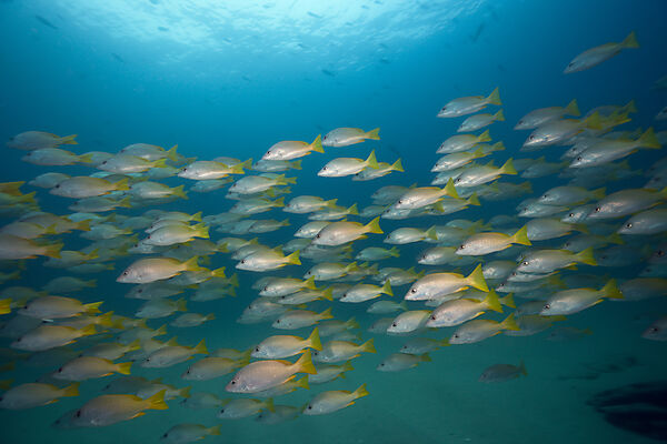Schwarm Gelbe Schnapper, Lutjanus argentiventris, Cabo Pulmo, Baja California Sur, Mexiko