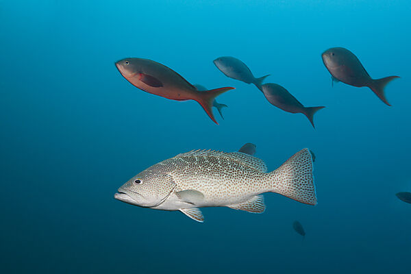 Golfbarsch, Mycteroperca jordani, Cabo Pulmo, Baja California Sur, Mexiko