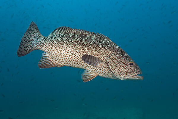 Golfbarsch, Mycteroperca jordani, Cabo Pulmo, Baja California Sur, Mexiko