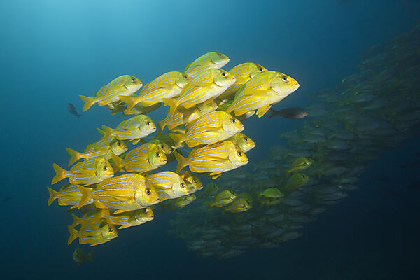 Schwarm Panama-Grunzer, Anisotremus taeniatus, Cabo Pulmo, Baja California Sur, Mexiko