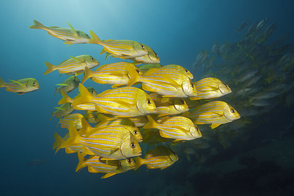 Schwarm Panama-Grunzer, Anisotremus taeniatus, Cabo Pulmo, Baja California Sur, Mexiko