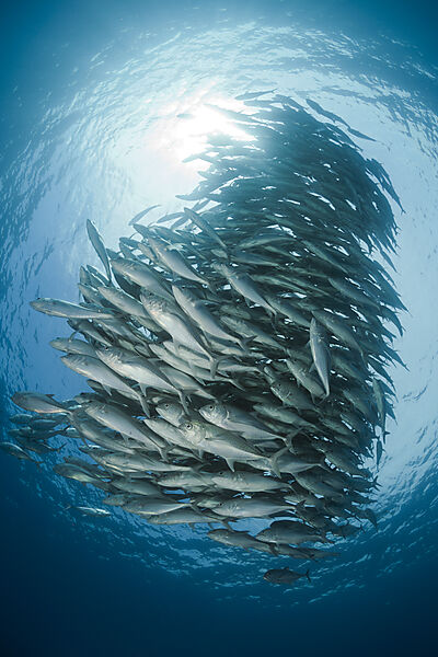Schwarm Großaugen-Stachelmakrelen, Caranx sexfasciatus, Cabo Pulmo, Baja California Sur, Mexiko