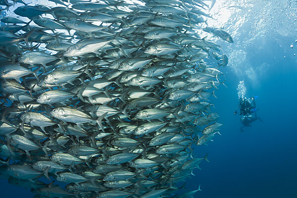Taucher und Schwarm Großaugen-Stachelmakrelen, Caranx sexfasciatus, Cabo Pulmo, Baja California Sur, Mexiko