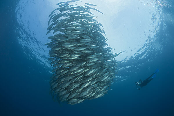 Taucher und Schwarm Großaugen-Stachelmakrelen, Caranx sexfasciatus, Cabo Pulmo, Baja California Sur, Mexiko