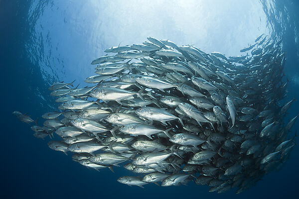 Schwarm Großaugen-Stachelmakrelen, Caranx sexfasciatus, Cabo Pulmo, Baja California Sur, Mexiko