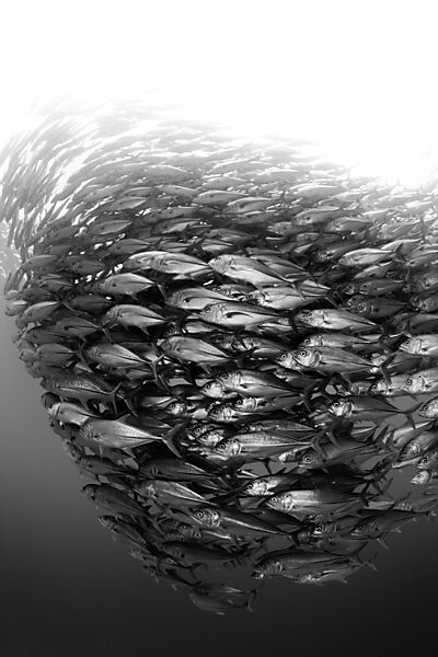 Schwarm Großaugen-Stachelmakrelen, Caranx sexfasciatus, Cabo Pulmo, Baja California Sur, Mexiko