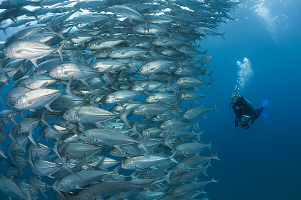 Taucher und Schwarm Großaugen-Stachelmakrelen, Caranx sexfasciatus, Cabo Pulmo, Baja California Sur, Mexiko