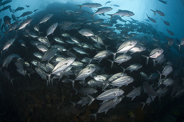 Schwarm Großaugen-Stachelmakrelen, Caranx sexfasciatus, Cabo Pulmo, Baja California Sur, Mexiko