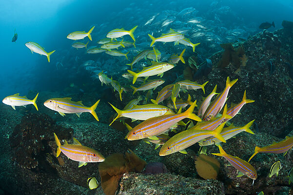 Mexikanische Meerbarben, Mulloidichthys dentatus, Cabo Pulmo, Baja California Sur, Mexiko