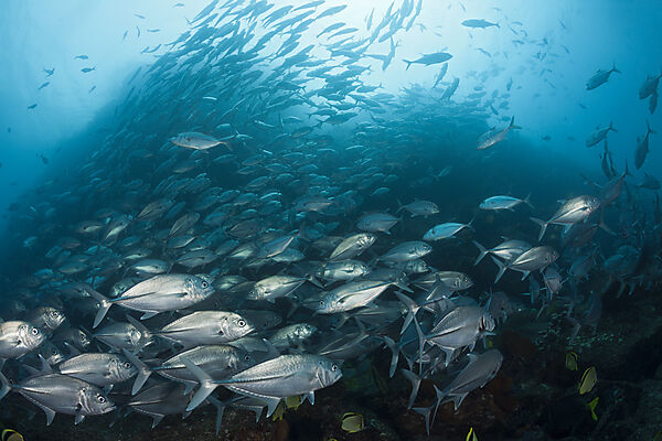 Schwarm Großaugen-Stachelmakrelen, Caranx sexfasciatus, Cabo Pulmo, Baja California Sur, Mexiko