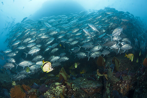 Großaugen-Stachelmakrelen und Barbier-Falterfische, Caranx sexfasciatus, Cabo Pulmo, Baja California Sur, Mexiko