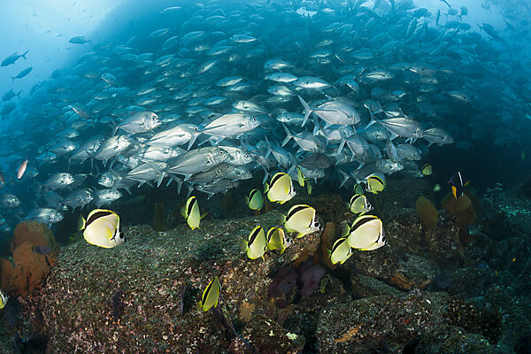 Großaugen-Stachelmakrelen und Barbier-Falterfische, Caranx sexfasciatus, Cabo Pulmo, Baja California Sur, Mexiko