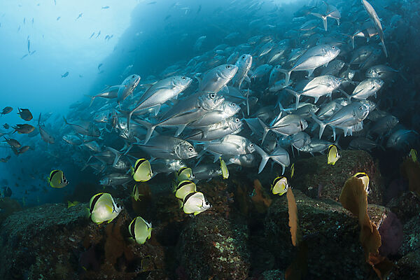 Großaugen-Stachelmakrelen und Barbier-Falterfische, Caranx sexfasciatus, Cabo Pulmo, Baja California Sur, Mexiko