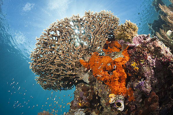 Table Coral in Coral Reef, Acropora sp., Raja Ampat, West Papua, Indonesia