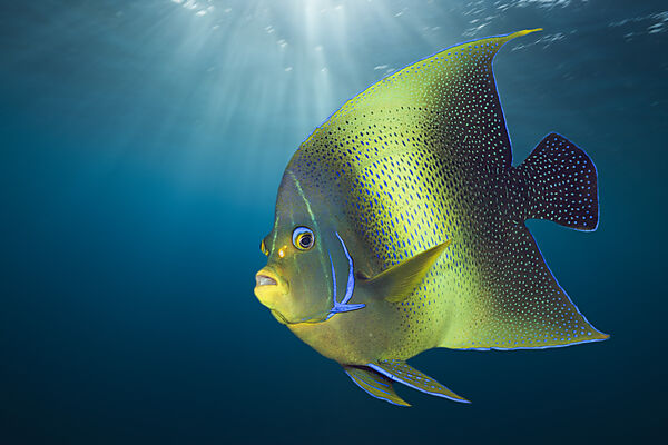 Koran-Kaiserfisch, Pomacanthus semicirculatus, Weihnachtsinsel, Australien