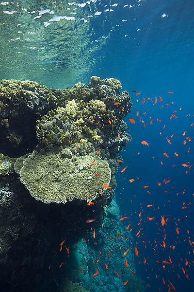 Hartkorallen am Riffdach, Brother Islands, Rotes Meer, Aegypten