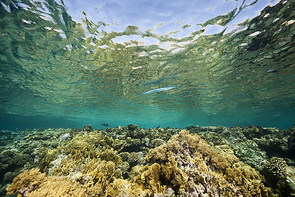Hartkorallen am Riffdach, Brother Islands, Rotes Meer, Aegypten
