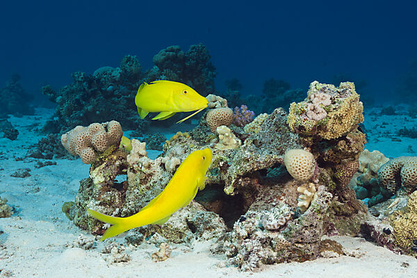 Zitronenbarben am Riff, Parupeneus cyclostomus, Giftun Island, Rotes Meer, Aegypten