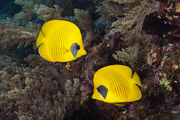 Paar Masken-Falterfische, Chaetodon semilarvatus, Giftun Island, Rotes Meer, Aegypten