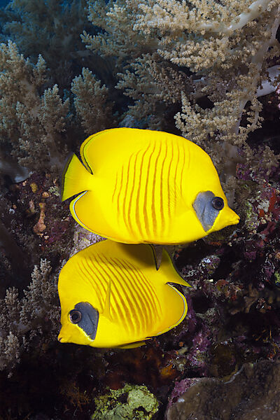 Paar Masken-Falterfische, Chaetodon semilarvatus, Giftun Island, Rotes Meer, Aegypten