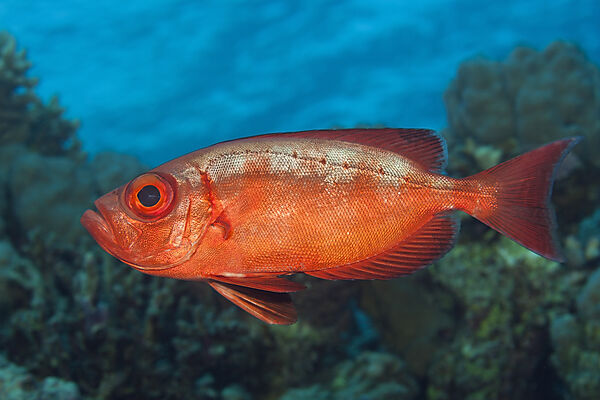 Riff-Grossauge, Priacanthus hamrur, Giftun Island, Rotes Meer, Aegypten
