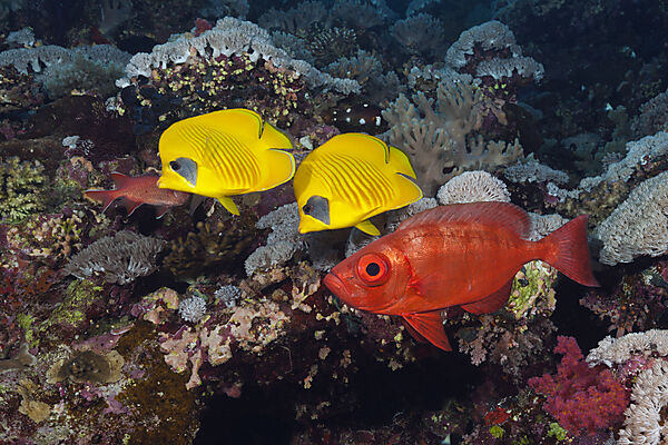 Paar Masken-Falterfische, Chaetodon semilarvatus, Giftun Island, Rotes Meer, Aegypten
