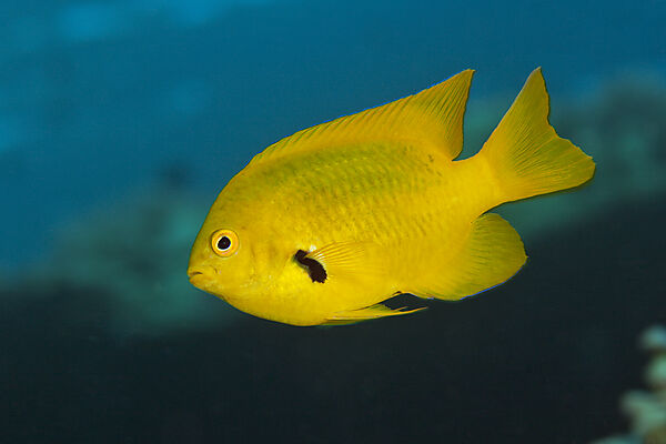 Zitronengelbe Demoiselle, Pomacentrus sulfureus, Giftun Island, Rotes Meer, Aegypten