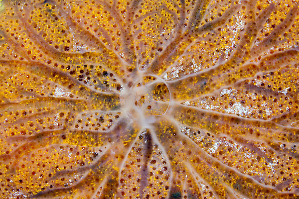 Detail eines Schwammes, Porifera, Giftun Island, Rotes Meer, Aegypten