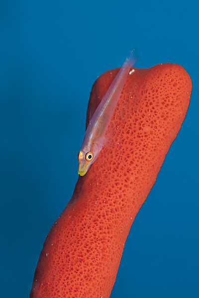Zwerggrundel auf Schwamm, Bryaninops ridens, Giftun Island, Rotes Meer, Aegypten