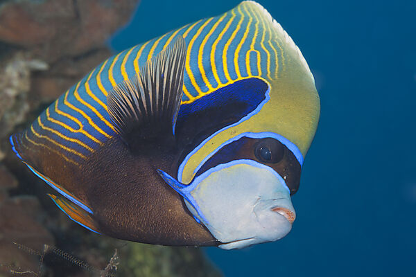 Imperator Kaiserfisch, Pomacanthus imperator, Giftun Island, Rotes Meer, Aegypten