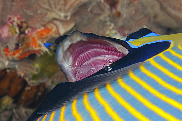 Putzergarnele in Kiemen von Imperator Kaiserfisch, Pomacanthus imperator, Giftun Island, Rotes Meer, Aegypten