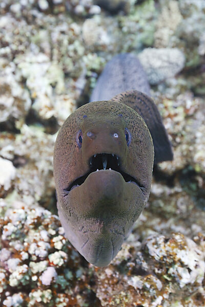 Riesenmuraene, Gymnothorax javanicus, Giftun Island, Rotes Meer, Aegypten