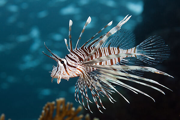 Indischer Rotfeuerfisch, Pterois miles, Brother Islands, Rotes Meer, Aegypten
