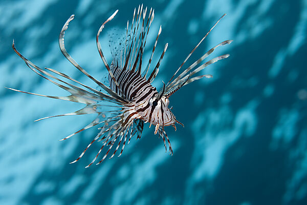 Indischer Rotfeuerfisch, Pterois miles, Brother Islands, Rotes Meer, Aegypten