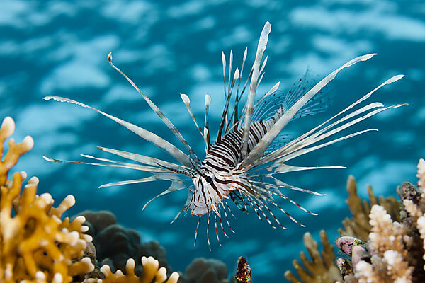 Indischer Rotfeuerfisch, Pterois miles, Brother Islands, Rotes Meer, Aegypten