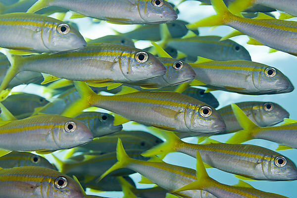 Schwarm Gelbflossen-Meerbarben, Mulloidichthys vanicolensis, Brother Islands, Rotes Meer, Aegypten