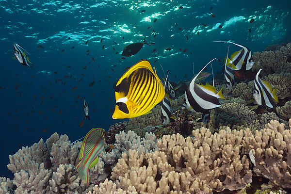 Tabak-Falterfisch und Wimpelfische, Chaetodon fasciatus, Brother Islands, Rotes Meer, Aegypten