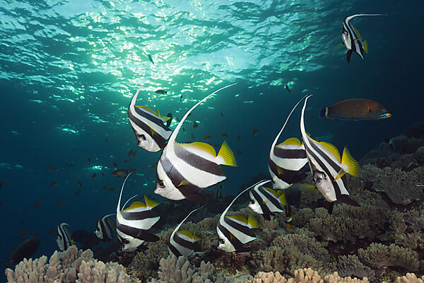 Schwarm-Wimpelfische, Heniochus diphreutes, Brother Islands, Rotes Meer, Aegypten