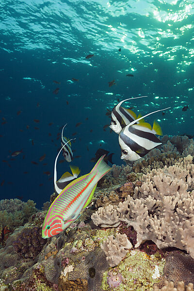 Schwarm-Wimpelfische und Wrasse, Heniochus diphreutes, Brother Islands, Rotes Meer, Aegypten