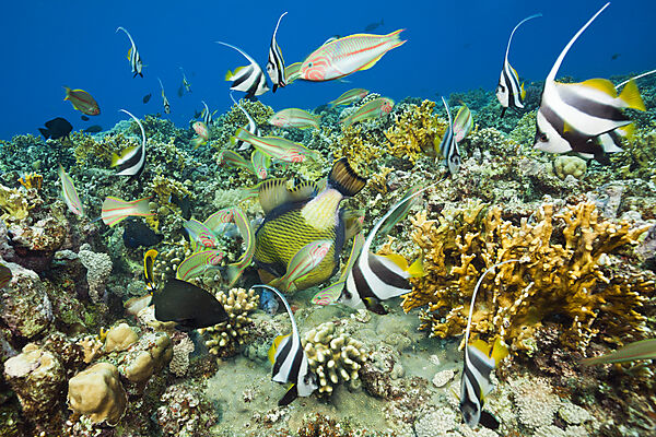 Korallenfische fressen im Riff, Brother Islands, Rotes Meer, Aegypten