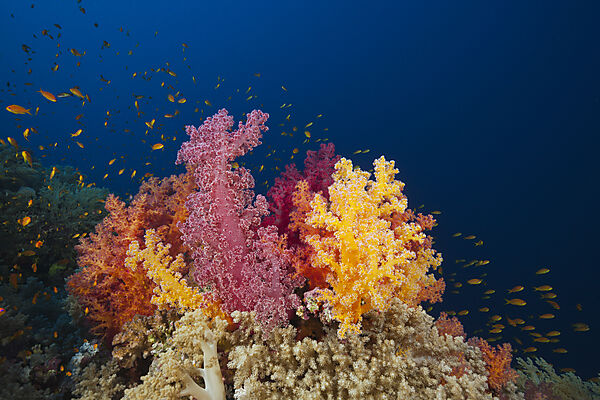 Bunte Weichkorallen, Dendronephthya sp., Brother Islands, Rotes Meer, Aegypten