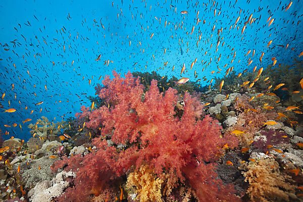 Bunte Weichkorallen, Dendronephthya sp., Brother Islands, Rotes Meer, Aegypten