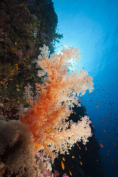 Bunte Weichkorallen, Dendronephthya sp., Brother Islands, Rotes Meer, Aegypten