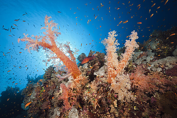 Bunte Weichkorallen, Dendronephthya sp., Brother Islands, Rotes Meer, Aegypten