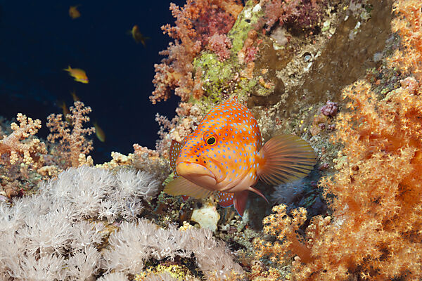 Juwelen-Zackenbarsch im Riff, Cephalopholis miniata, Brother Islands, Rotes Meer, Aegypten