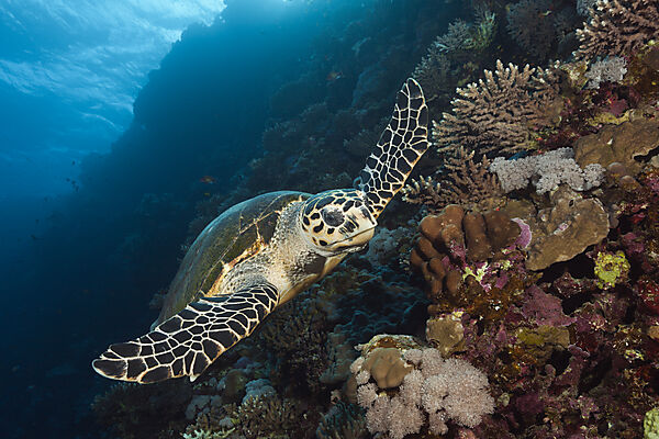 Echte Karettschildkroete, Eretmochelys imbricata, Brother Islands, Rotes Meer, Aegypten