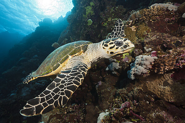 Echte Karettschildkroete, Eretmochelys imbricata, Brother Islands, Rotes Meer, Aegypten