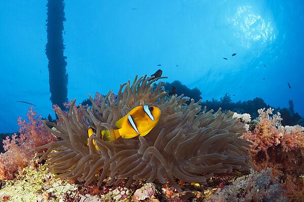 Rotmeer-Anemonenfisch am Numidia Wrack, Amphiprion bicinctus, Brother Islands, Rotes Meer, Aegypten