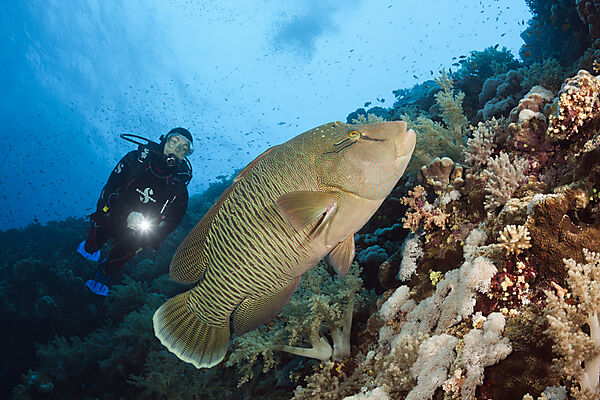 Taucher und Napoleon-Lippfisch, Cheilinus undulatus, Brother Islands, Rotes Meer, Aegypten
